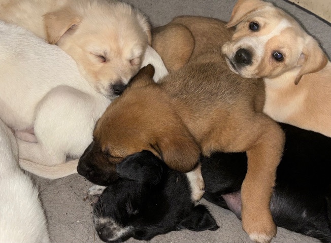 Australian Cattle Dog – Pitbull/australian shepherd puppies.