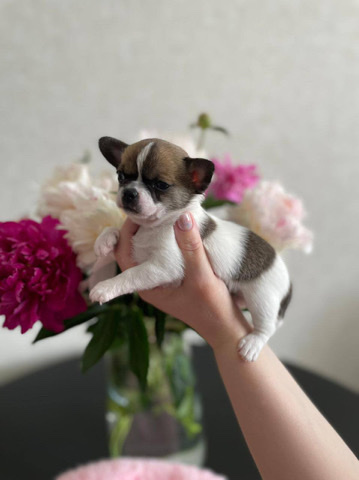 Chihuahua – Chihuahua Boy