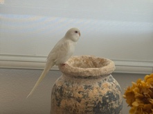 Angelic Budgie