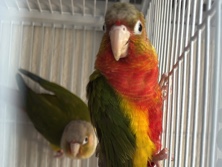 pineapple red factor conure