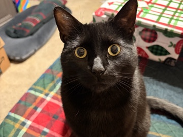 Bombay – Black Bombay Cat - Free – Dalton