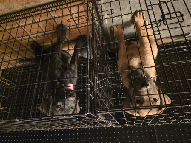 German Shepherd – Puppies for Sale – Aiken