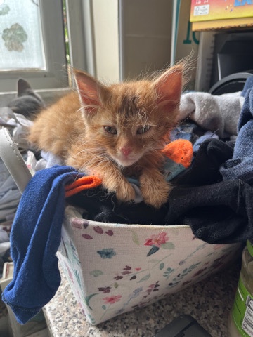 Maine Coon – maine **** x bengal kittens