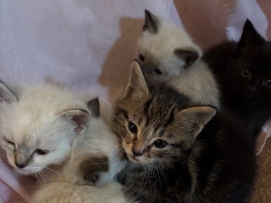 Siamese – Siamese kittens – Millersville