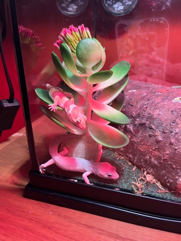 Geckos