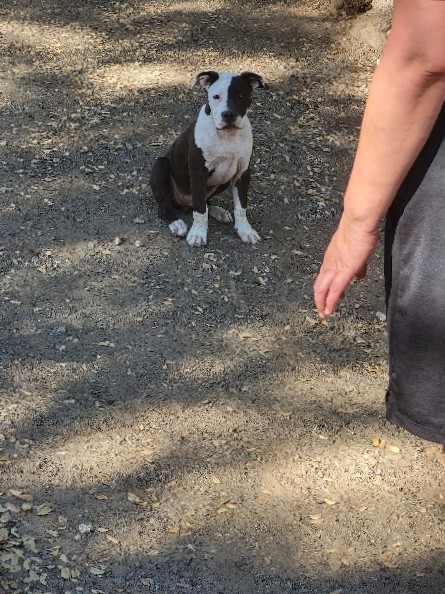 American Pit Bull Terrier – 9 month old pitbulls in need of loving homes