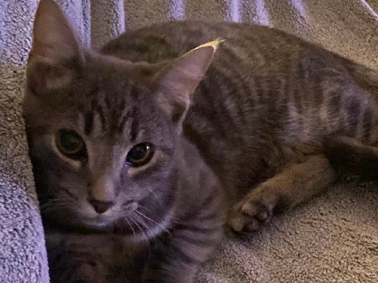 Cuddly Friendly Male Cat – Sandston