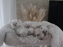 Image of British Shorthair