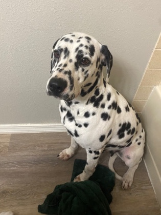Dalmatian – Dutchess - Dalmatian