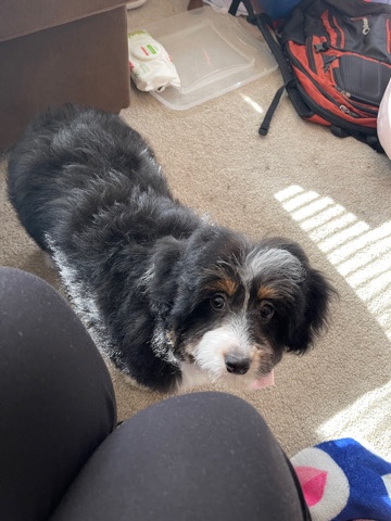 Poodle – miniature Aussie doodle