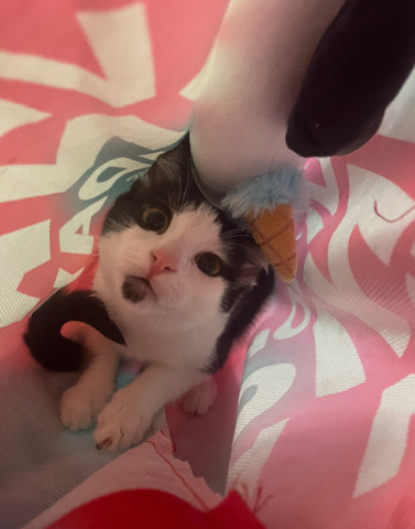 black and white cat