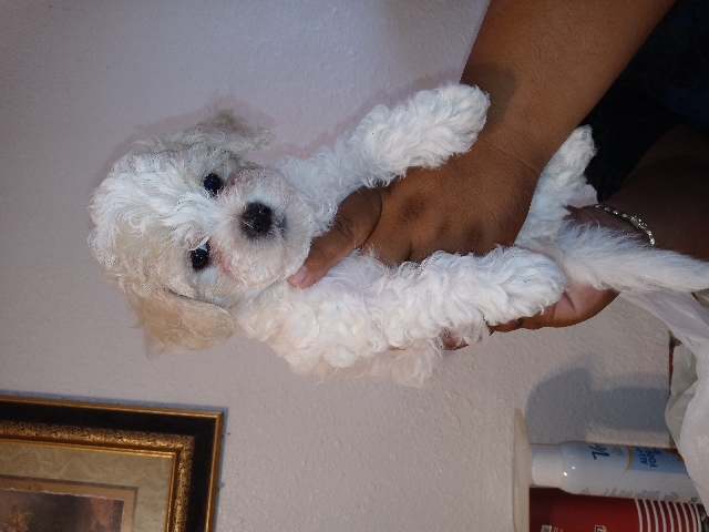 maltipoo puppies