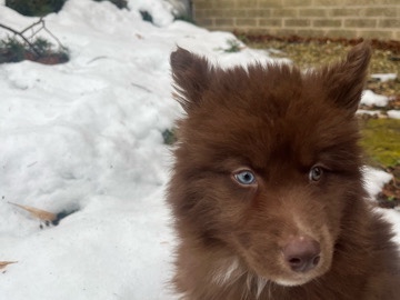 Image of Siberian Husky