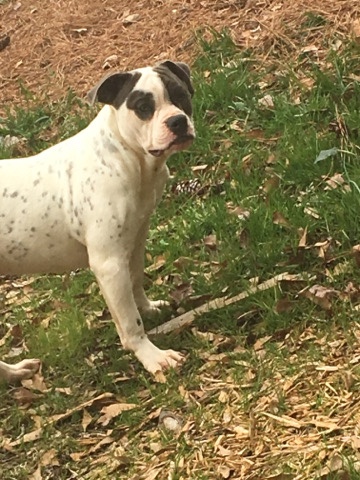 pit bull puppies