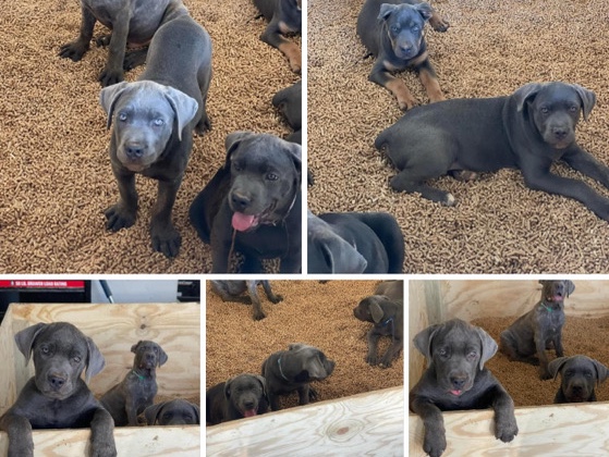 Cane Corso Puppies