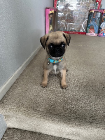 Pug – Puppy for sell