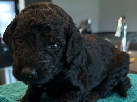Goldendoodle – ALERT: Super Cute GOLDENDOODLES for Adoption! – Houston
