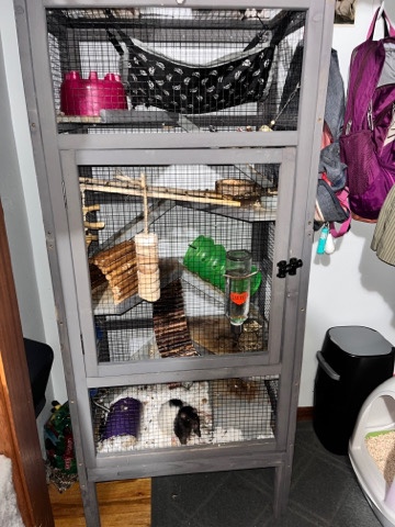 Any – Rats & Cage