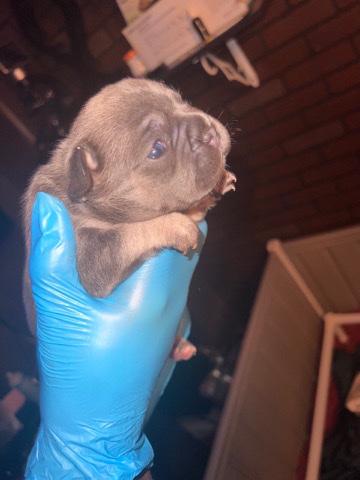 French Bulldog – French Bulldog Fluffy Carrier