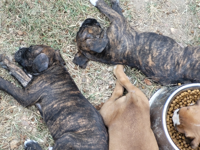 Boxer – looking for their forever home