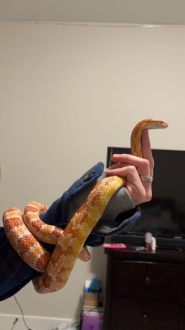 Corn snake
