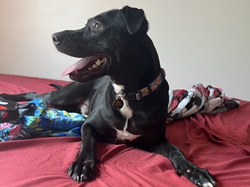 Labrador Retriever – Lab Hound Mix
