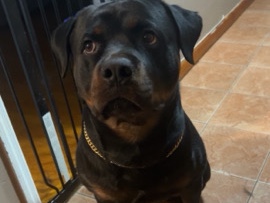 Rottweiler – Needs time and love – New York