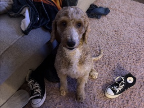 Goldendoodle – golden doodle – San Antonio