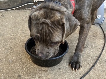 Cane Corso – Free Cane Corso