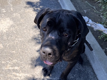 Cane Corso – in need of a loving home – Milpitas