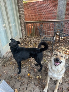 German Shepherd – Bonded loving boys .
