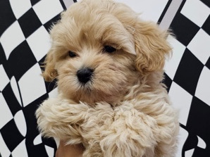 Adorable 2-Month-Old Puppy Available for Rehoming in Dubai – Dubai