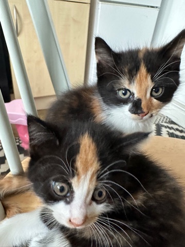 kitten