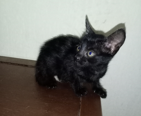 cute indie black kitty