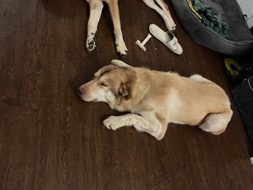Labrador Husky – brown and white husky free with cage – Fort Worth
