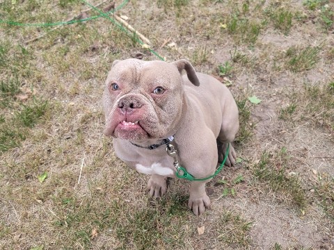 Olde English Bulldogge – Ole english bulldogge 3 year old male