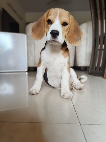 Beagle – beagle puppie 3 month 3 vaccine complete