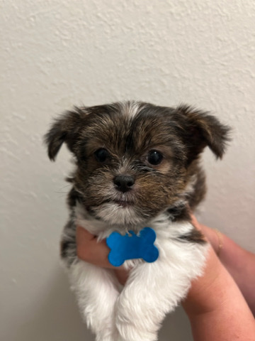 Shih Tzu – Baby Shih Tzu (male)