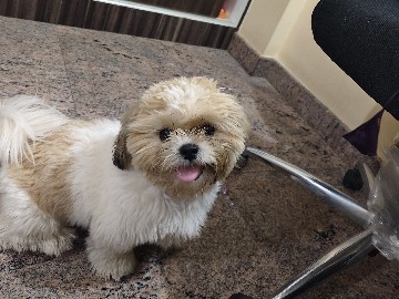 Shih Tzu - Shih Tzu Female Dig available for adoption in Bengaluru