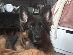 German Shepherd – Olivia - Well Trained - Purebred GSD