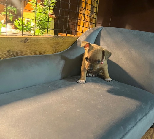 Chihuahua – Puppy Chihuahua For Sale