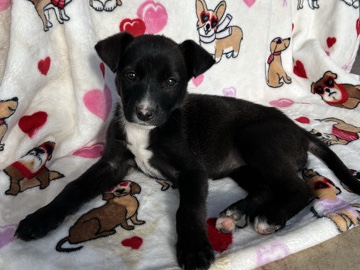American Pit Bull Terrier – puppy – San Bernardino
