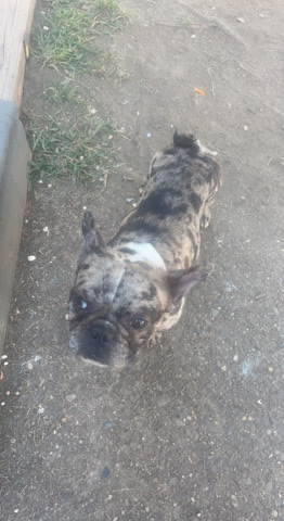 French Bulldog – French bulldog