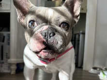 French Bulldog – Sugar the Frenchie. – Fallbrook