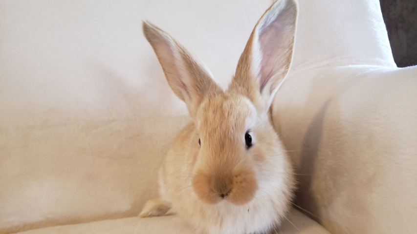 4 week old continental rabbits