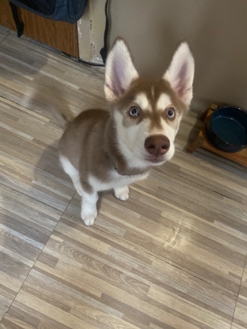 Siberian Husky – Siberian/ Alaskan Husky