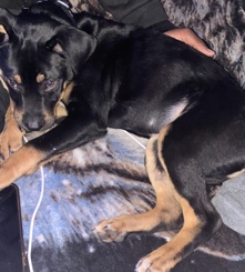 American Pit Bull Terrier – I am trying to find my puppies a good home