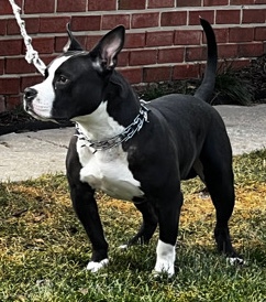 American Bully