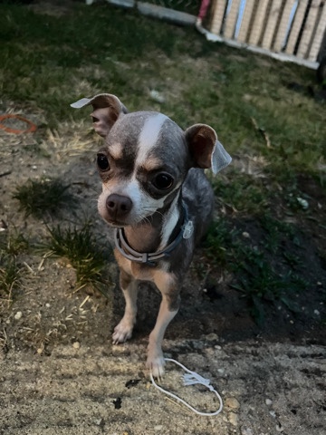 female Chihuahua