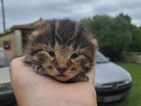European Shorthair – Chaton à réserver – Bécheresse